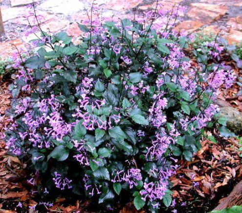 purple flowers blooming on the ground near leaves