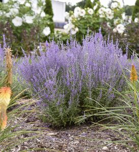 lavenders in the garden are blooming very well, and it's hard to tell