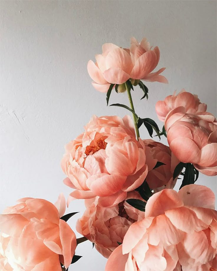 some pink flowers are in a vase on a table