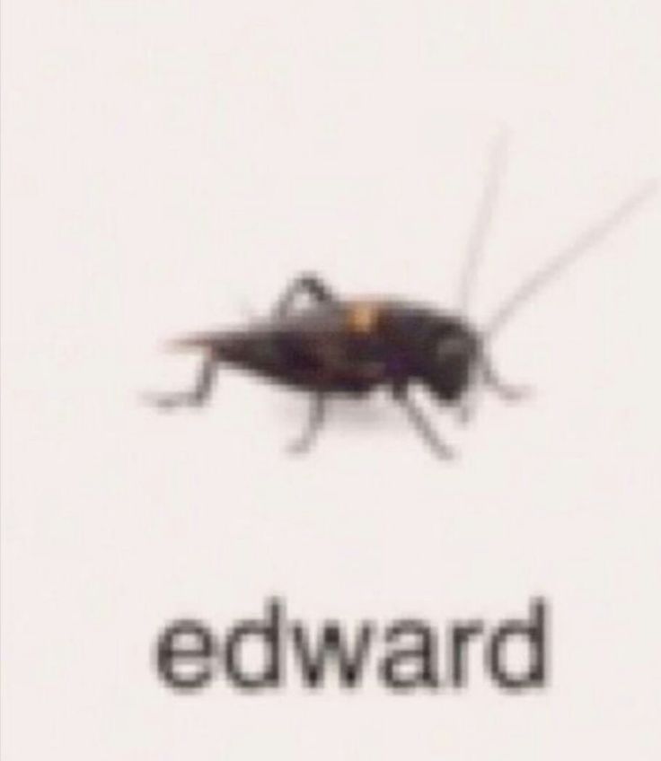 a close up of a bug on a white background with the words edward written below it