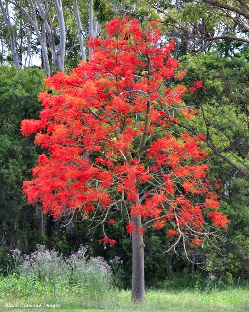 a red tree in the middle of a field