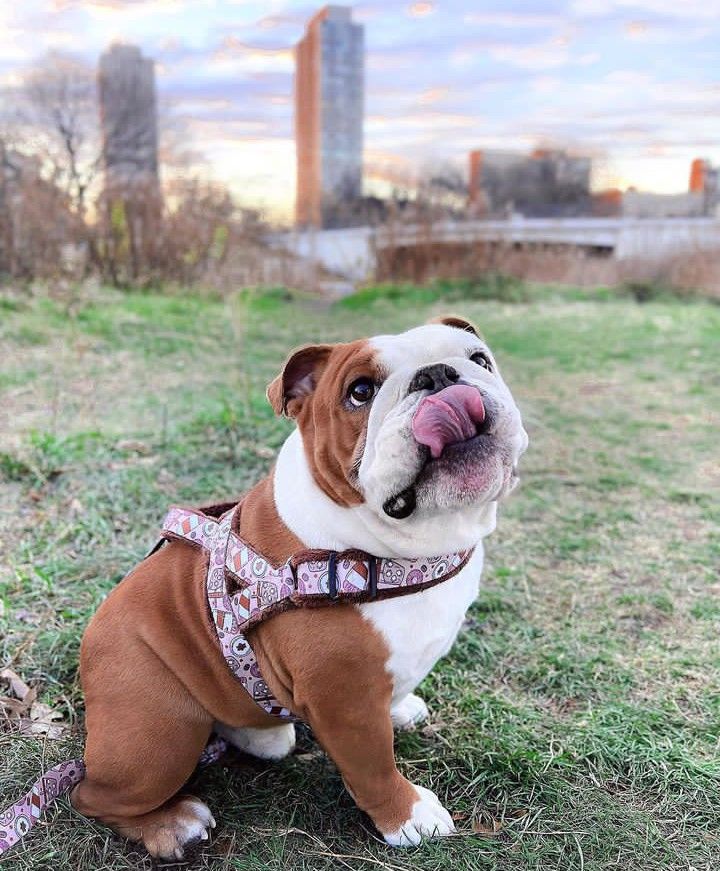 a brown and white dog sitting on top of a grass covered field