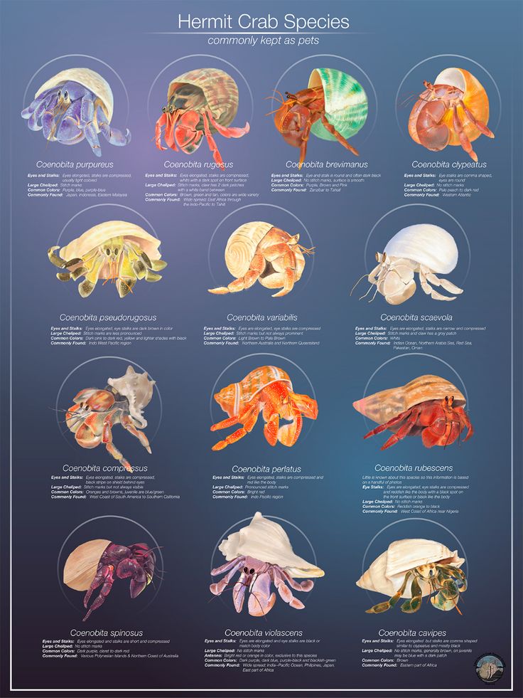 an image of different types of sea animals