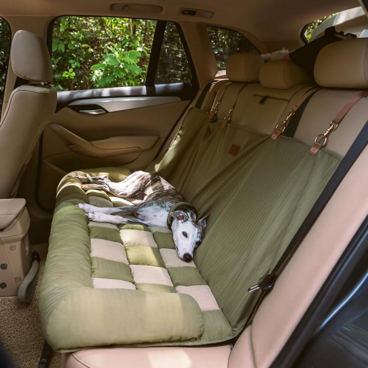 a dog laying in the back seat of a car with its head on a blanket