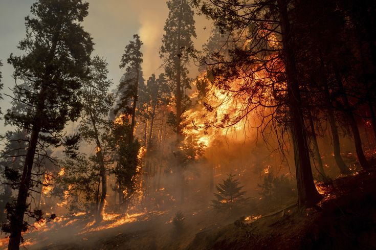 a forest filled with lots of trees covered in fire