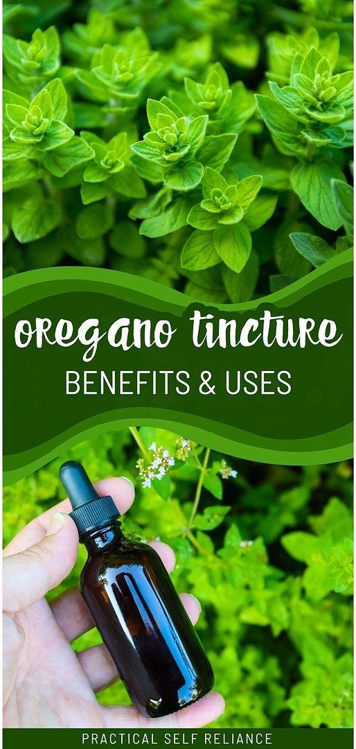 a hand holding an essential oil bottle in front of green plants with the words, oregano and tincture benefits & uses