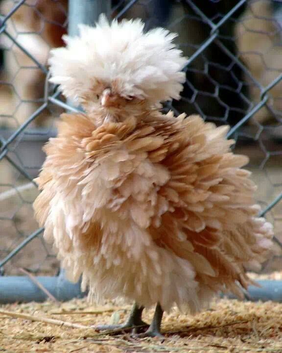 a chicken standing on top of dry grass next to a fence