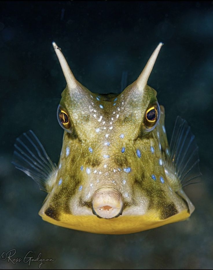 a close up view of a fish's face and head with yellow underbelly