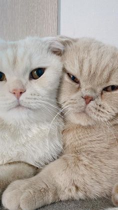 two cats laying next to each other on the floor