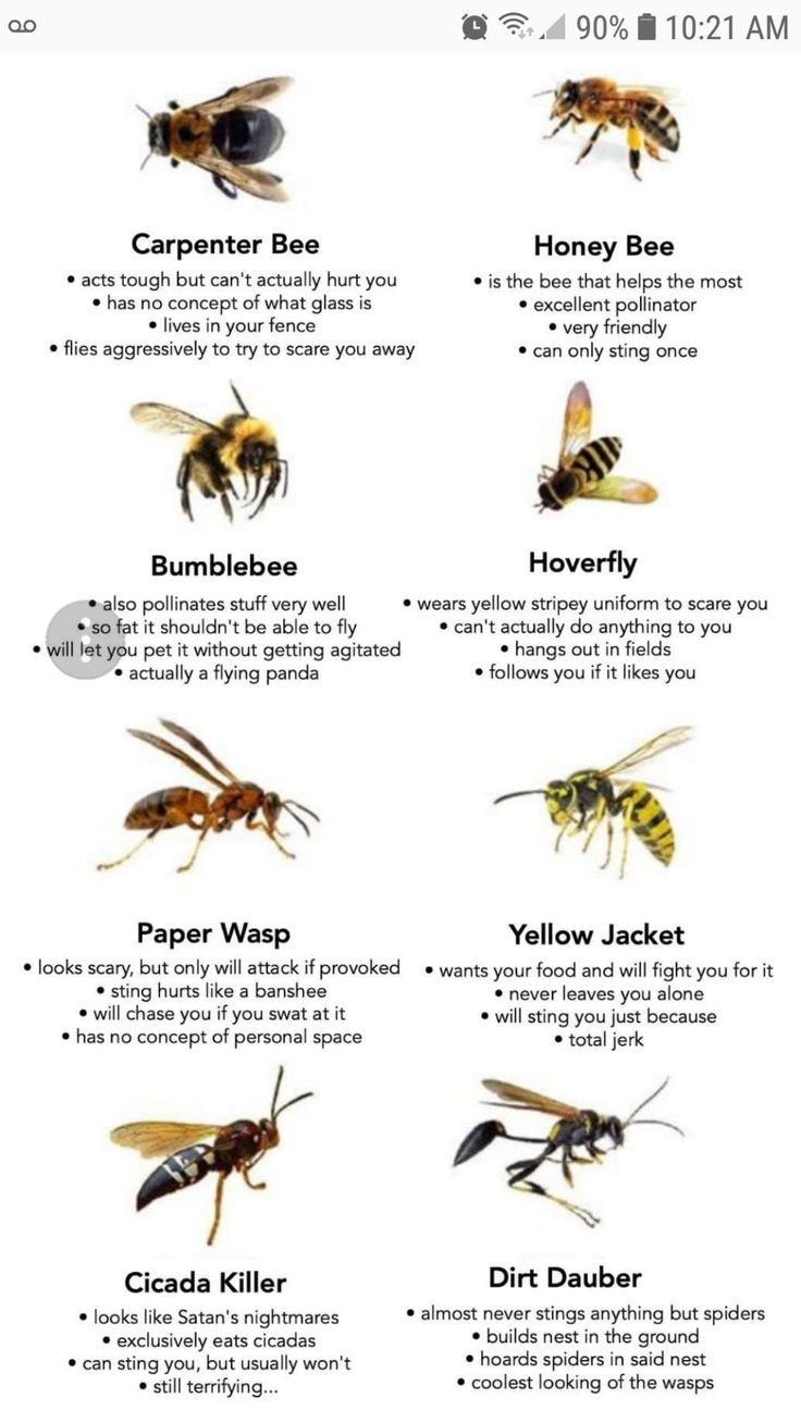 the different types of bees and how they are used to tell them about their life cycle