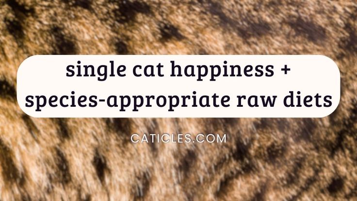 Jess Caticles | Homemade Raw Cat Food Recipes | Nutrition Guides