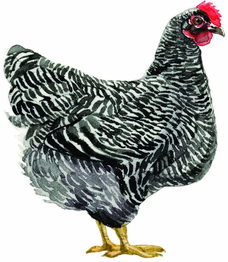 a black and white chicken with a red comb on it's head, standing in front of a white background