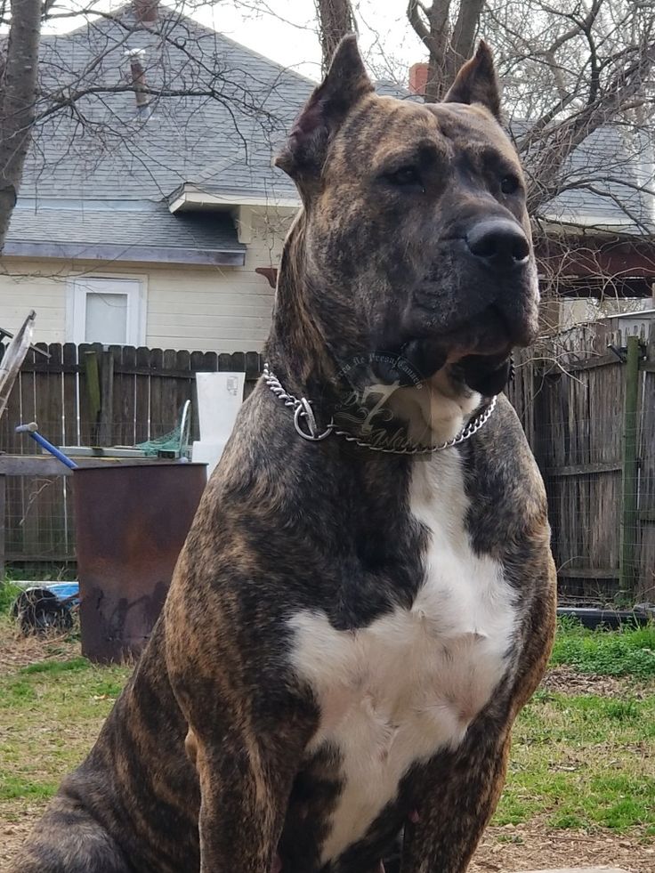 a large brown and white dog sitting in the grass