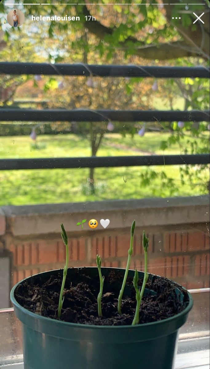 a potted plant sitting on top of a window sill