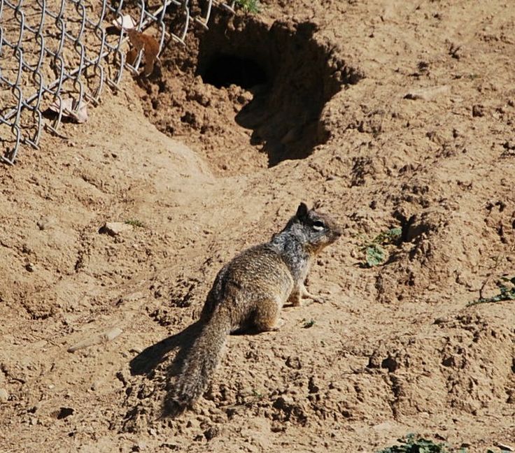 a ground squirrel sitting in the dirt near a fence