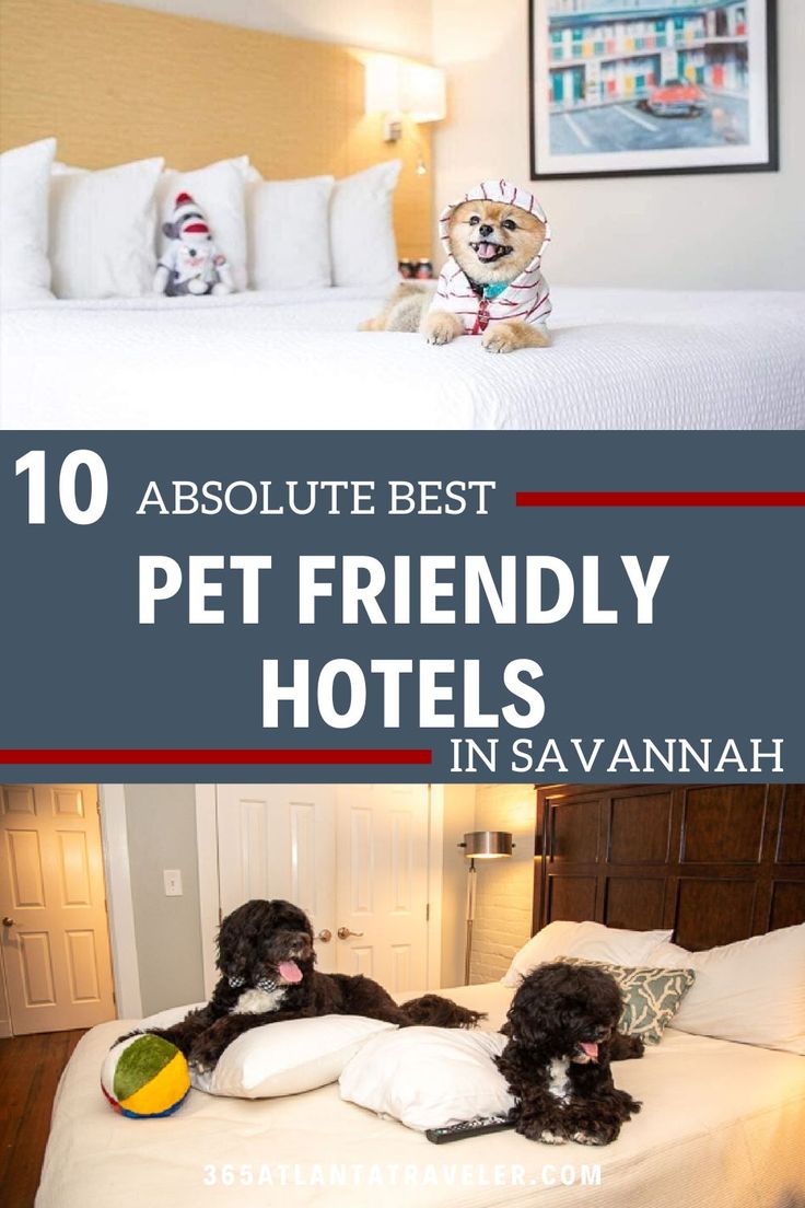 two black dogs laying on top of a bed in a hotel room with text overlay that reads, 10 absolute best pet friendly hotels in savannah