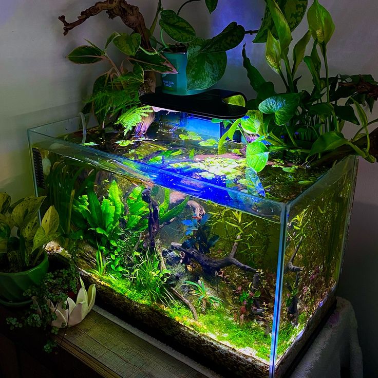 a fish tank filled with plants and water