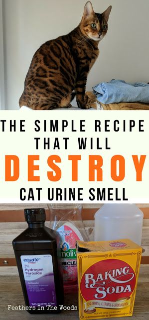 the simple recipe that will destroy cat urine smell