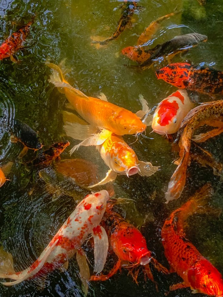 a group of koi fish swimming in a pond