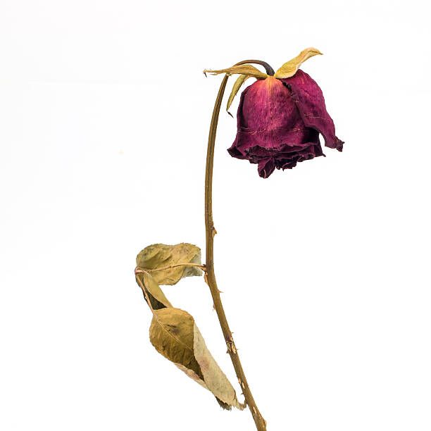 wilting flower - Google Search Dead Rose, Estrogen Hormone, Low Estrogen, Flower Stock, Hormone Levels