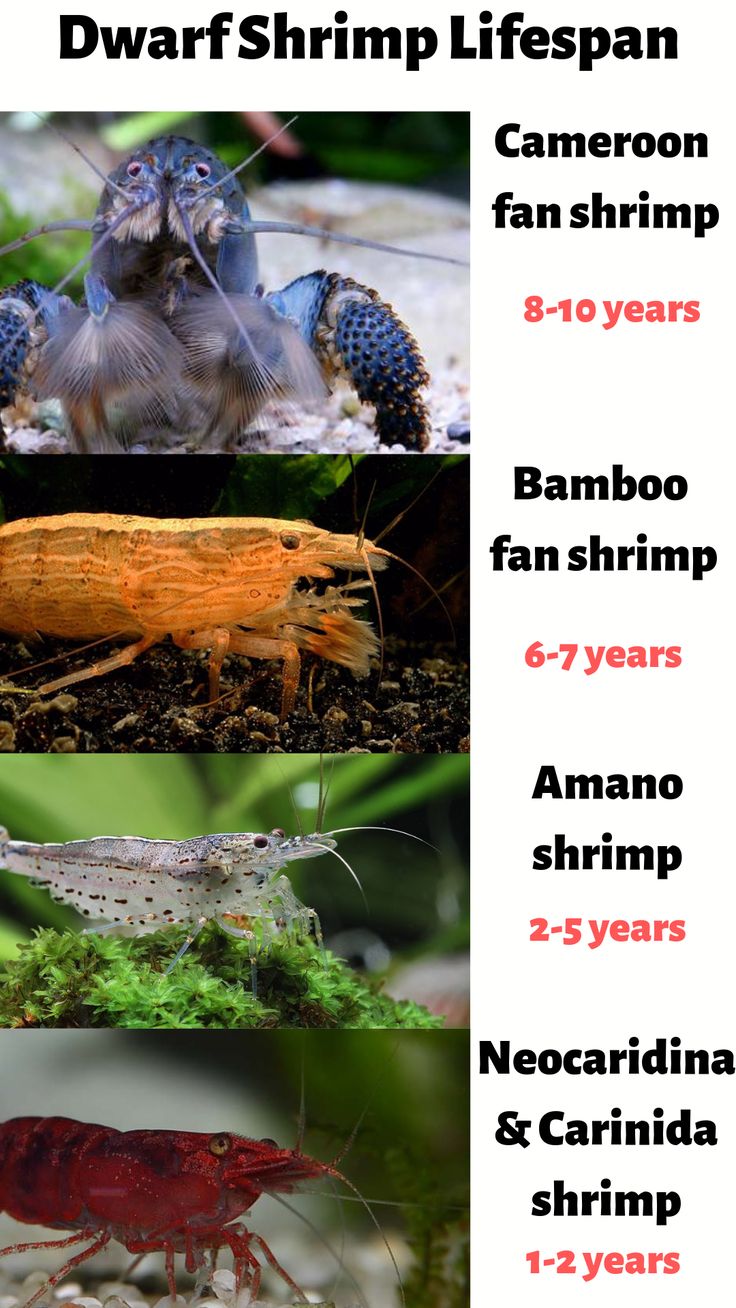 the different types of shrimp are shown in this poster