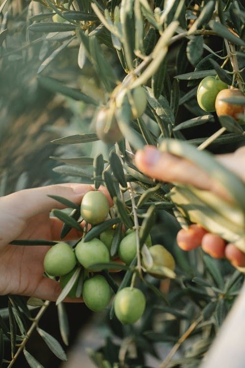 olives being picked from an olive tree by someone's hand in the foreground