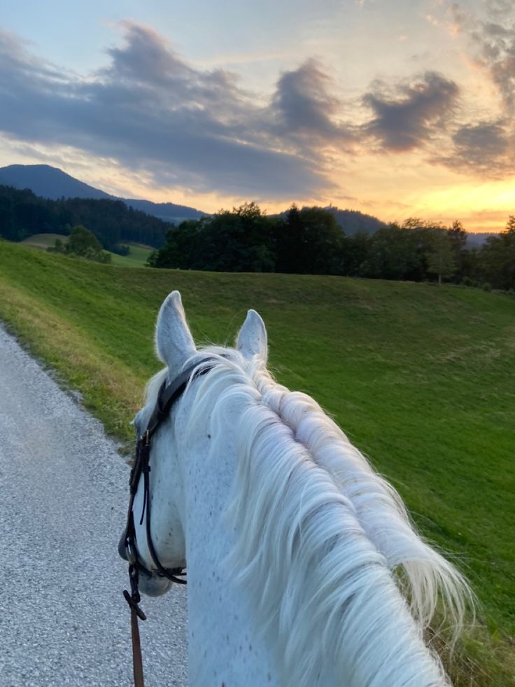 a white horse standing on the side of a road next to a lush green field