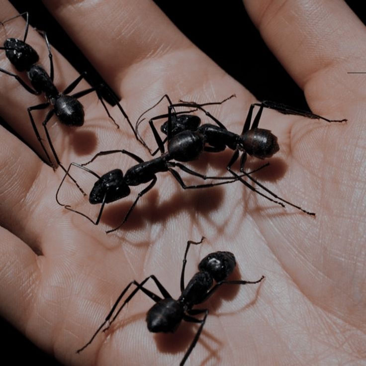 four black ants sitting on the palm of someone's hand