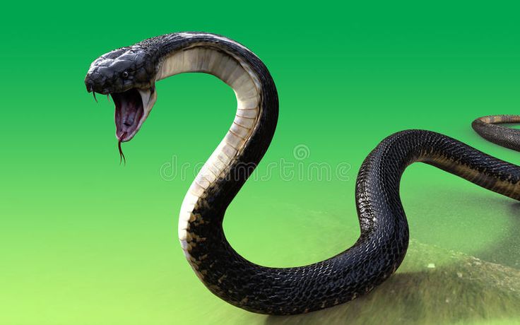 a black snake with its mouth open and it's tongue out, on a green background