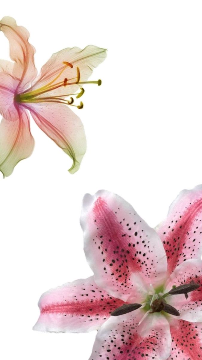 two pink and white flowers are next to each other in front of a white background