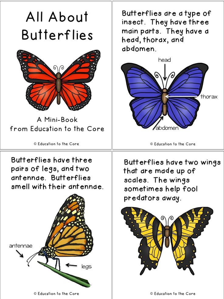 four different types of butterflies with caption in the bottom right corner, and an image of