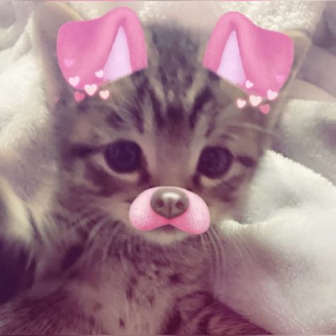 Rare Cute Animals, Cats In Cute Outfits, Y2k Cats Pfp, Cat Pfp Coquette, Cat Taking Mirror Selfie, Silly Animal Pfp, 0 5 Cat Pictures, Cute Cat Pfp Kawaii, Silly Pfp :3 Cat