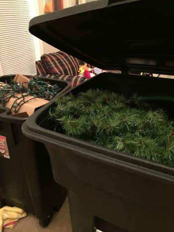 two black bins filled with green plants on top of a carpeted floor next to a window