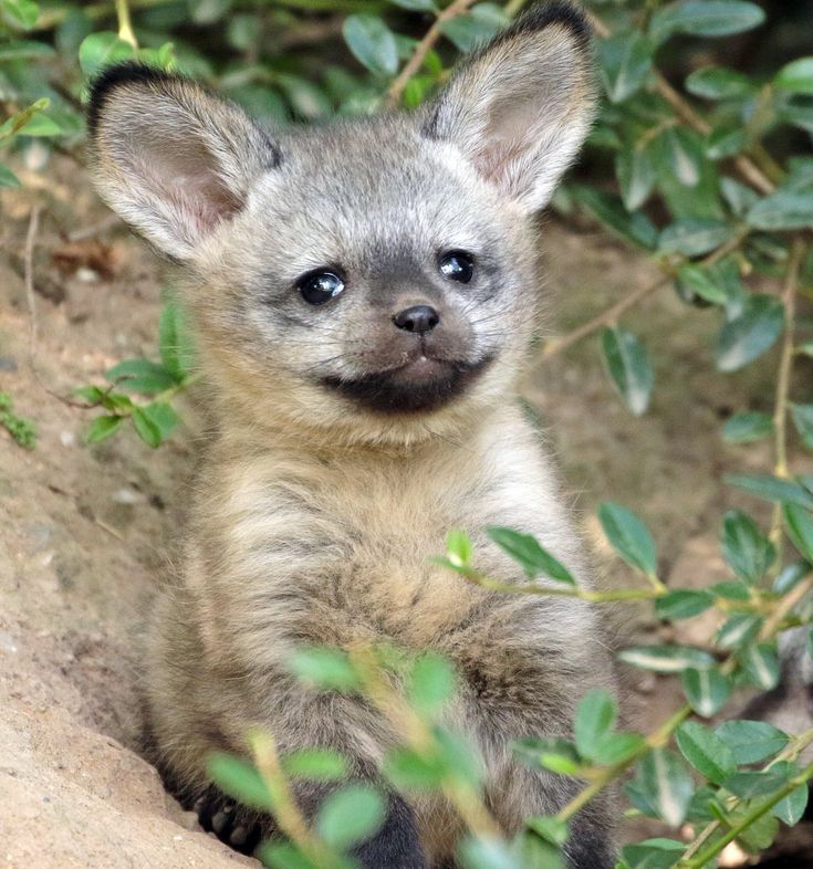 a small gray animal sitting on top of a rock next to some green leaves and bushes