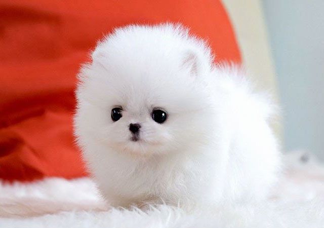 a small white dog sitting on top of a fluffy bed next to an orange pillow