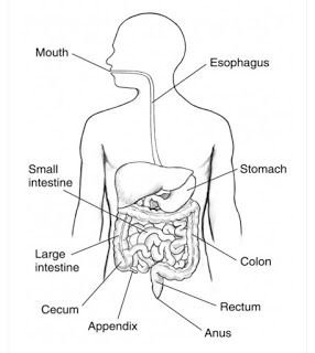 diagram of the human body showing the main organs and their major functions in each part of the body