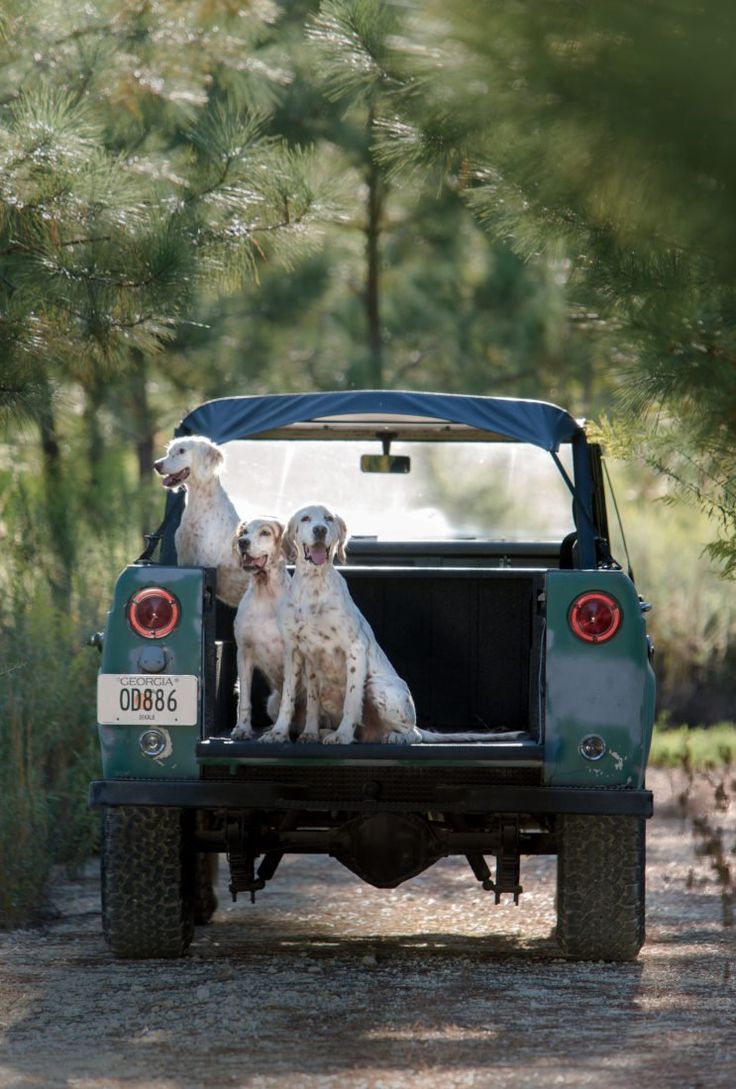 two dogs are sitting in the back of an old green truck with its doors open