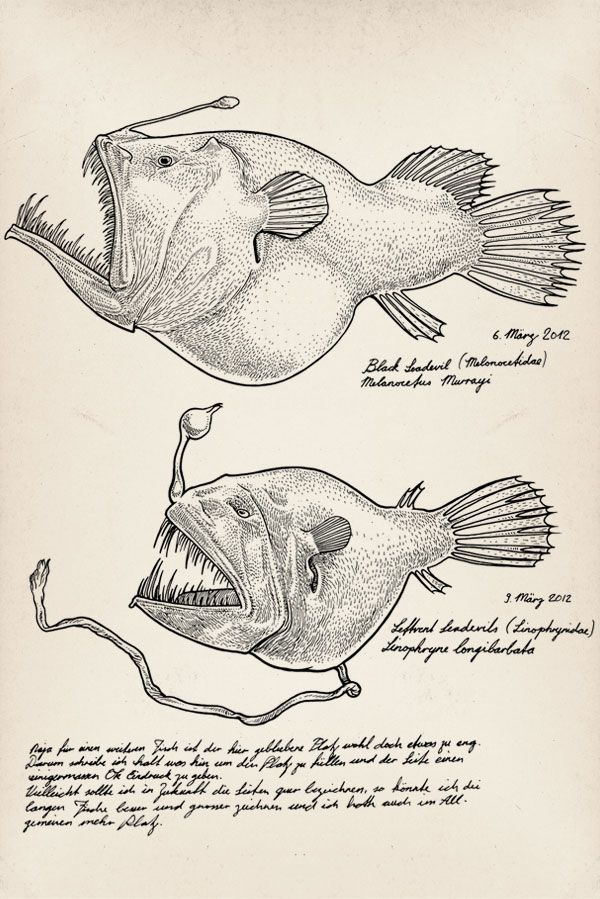 two different types of fish are shown in this engraving style drawing from the late 19th century