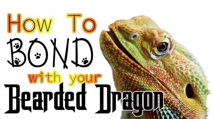 an image of a bearded dragon with the words how to bond with your bearded dragon