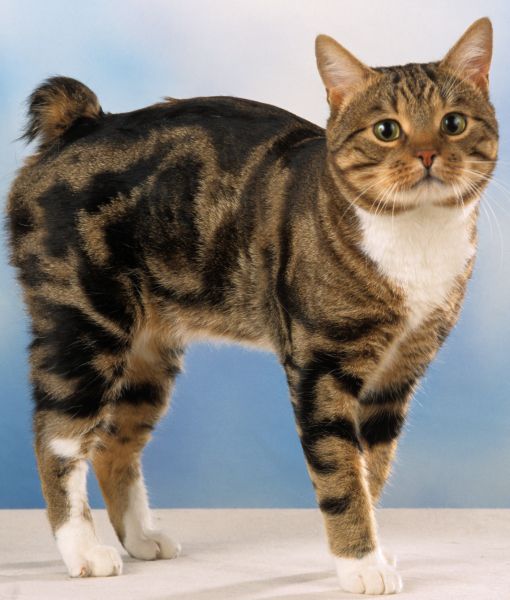 a cat standing in front of a blue background