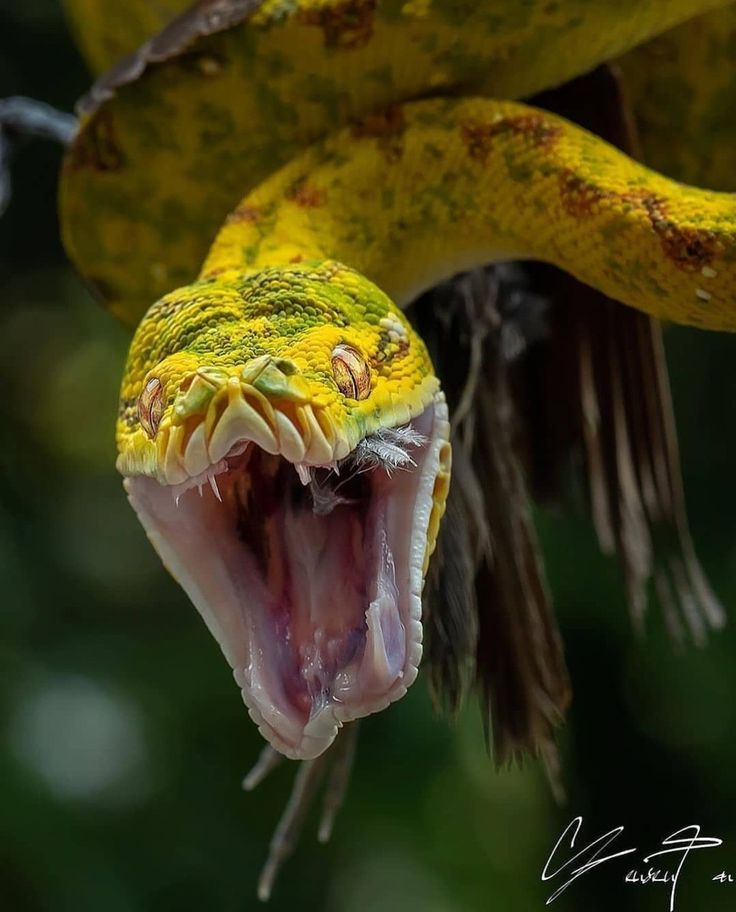 a yellow snake with its mouth open and it's tongue out, showing teeth