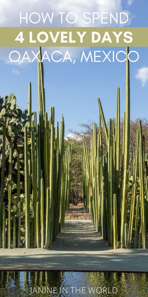 cactus plants with the title how to spend 4 lovely days in ojaca, mexico