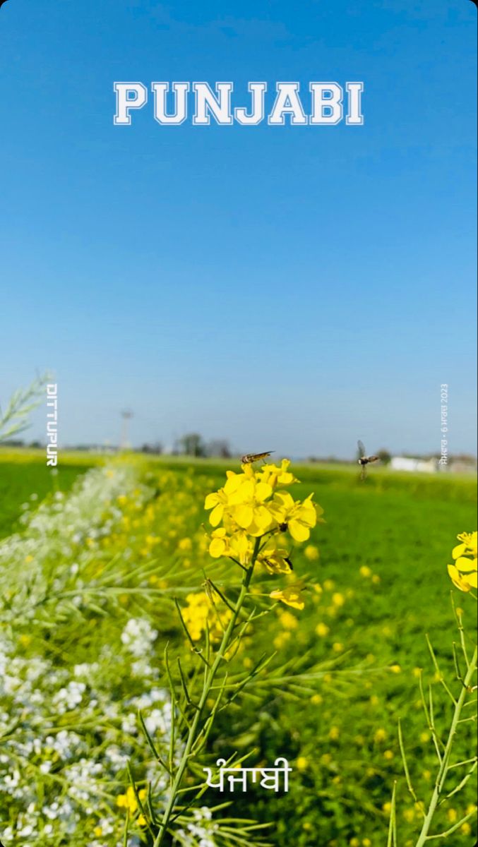 a field with yellow flowers and the words punjabi