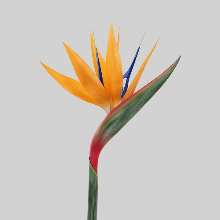 a yellow and red bird of paradise flower on a gray background with green stems in the foreground