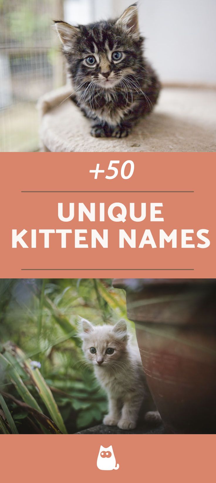 the front and back covers of unique kitten names