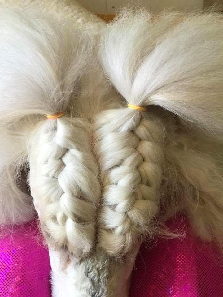 two braids on the back of a horse's head