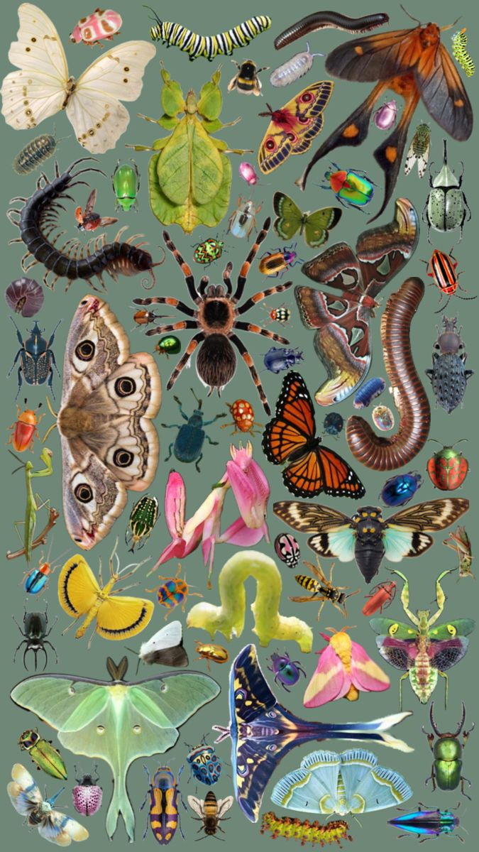 an image of many different types of insects