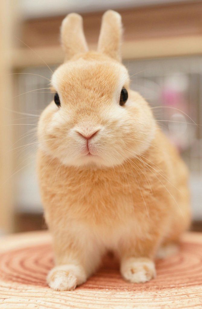 a small rabbit sitting on top of a wooden table