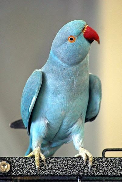 a blue parakeet perched on top of a black piece of metal with yellow eyes