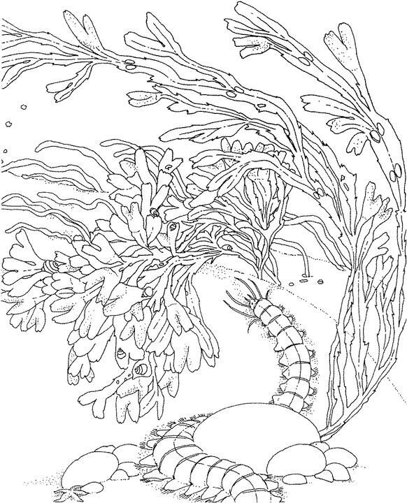 an underwater scene with corals and seaweed in the ocean coloring pages for kids